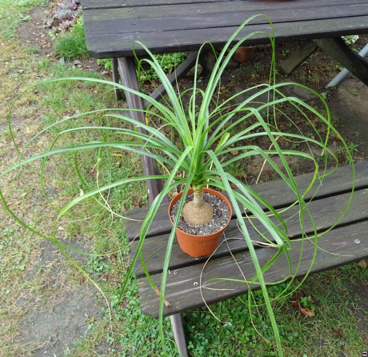 Nolina recurvata 200kč-průměr 7cm.jpg